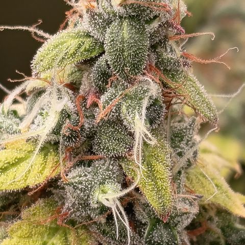 Sherbet Queen  growlog timeline photo