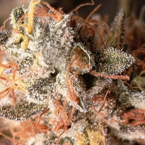 Green Gelato  growlog timeline photo