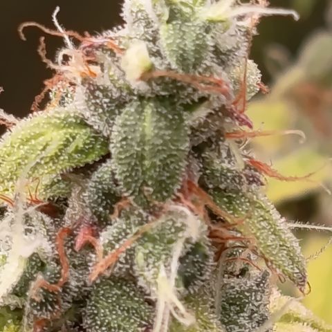 Sherbet Queen  growlog timeline photo