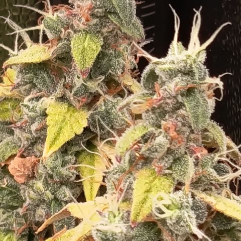 Sherbet Queen  growlog timeline photo