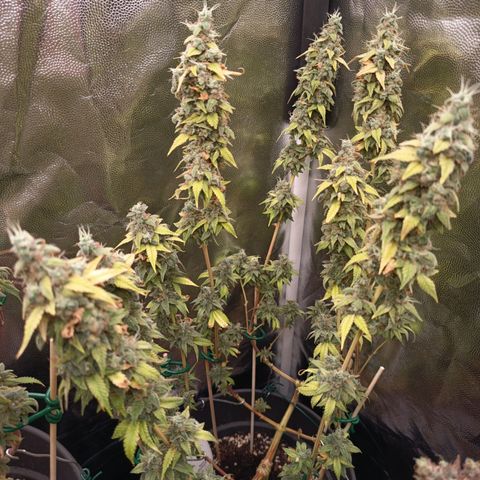 Sherbet Queen  growlog timeline photo