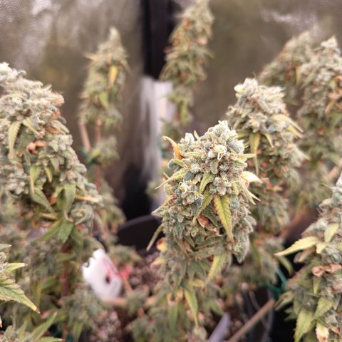 Pink Runtz  growlog timeline photo