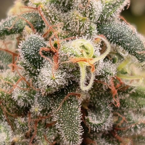 Pink Runtz  growlog timeline photo