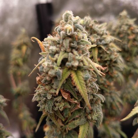 Pink Runtz  growlog timeline photo