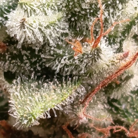 Fat Gorilla  growlog timeline photo