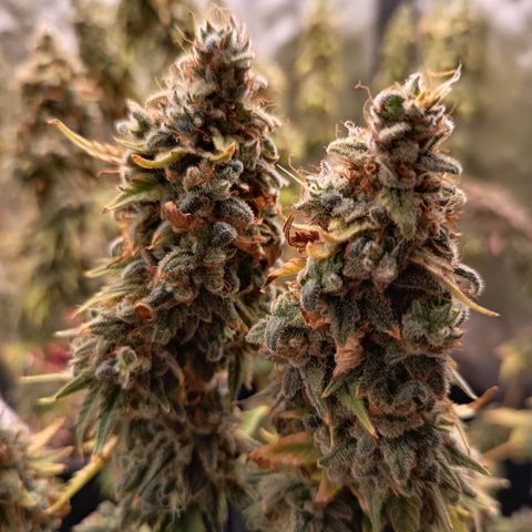 Fat Gorilla  growlog timeline photo