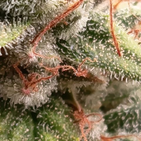 Fat Gorilla  growlog timeline photo