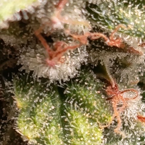 Fat Gorilla  growlog timeline photo