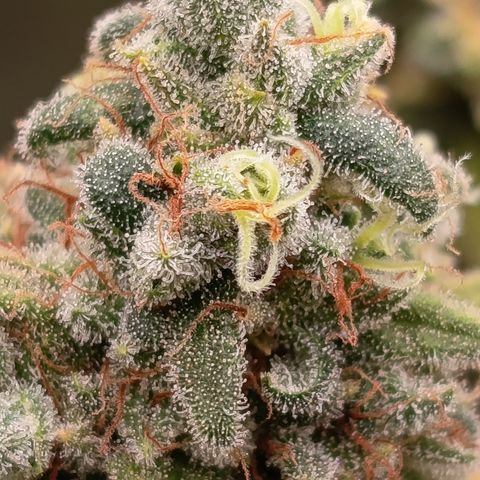 Pink Runtz  growlog timeline photo