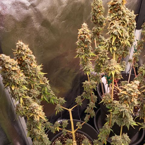 Fat Gorilla  growlog timeline photo