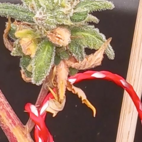 Pink Runtz  growlog timeline photo