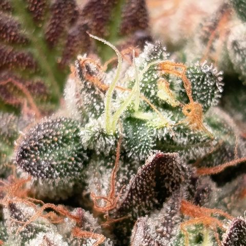 Green Gelato  growlog timeline photo