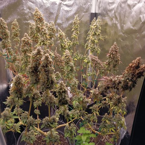 Fat Gorilla  growlog timeline photo