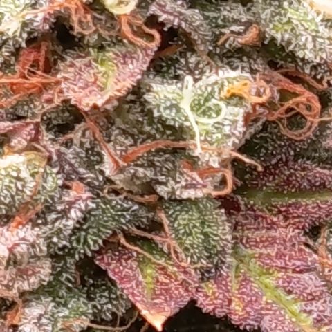 Green Gelato  growlog timeline photo