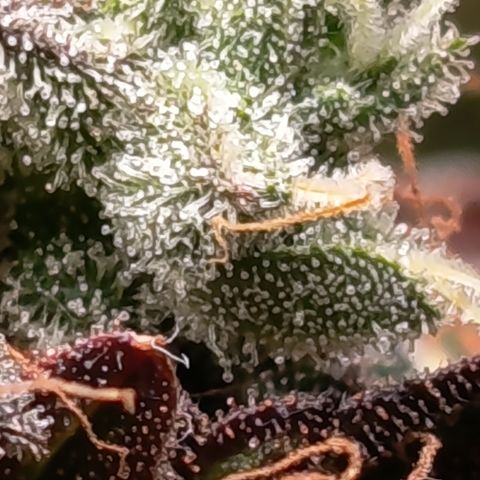 Green Gelato  growlog timeline photo
