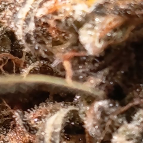 Green Gelato  growlog timeline photo