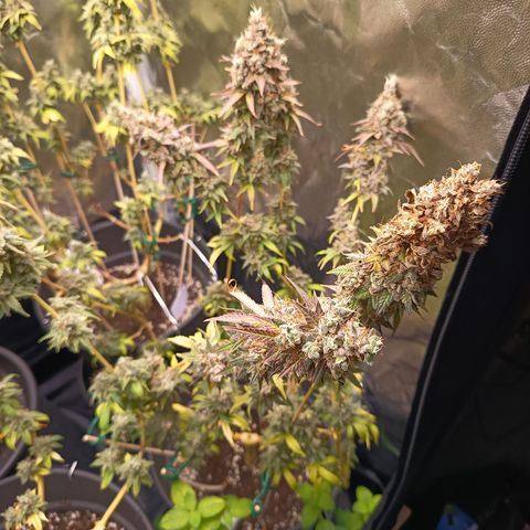Green Gelato  growlog timeline photo