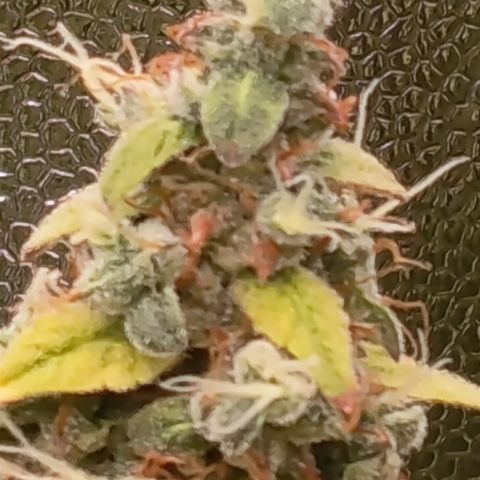 Sherbet Queen  growlog timeline photo
