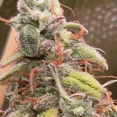 Sherbet Queen  growlog timeline photo