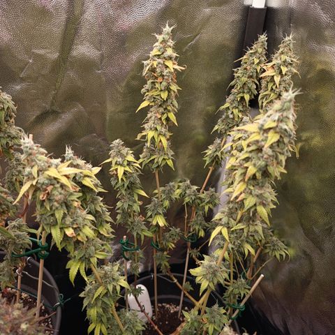 Sherbet Queen  growlog timeline photo