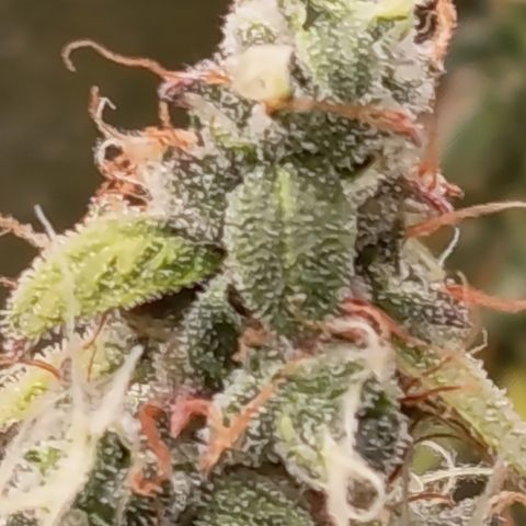 Sherbet Queen  growlog timeline photo