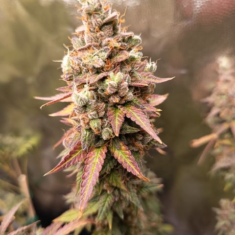 Green Gelato  growlog timeline photo