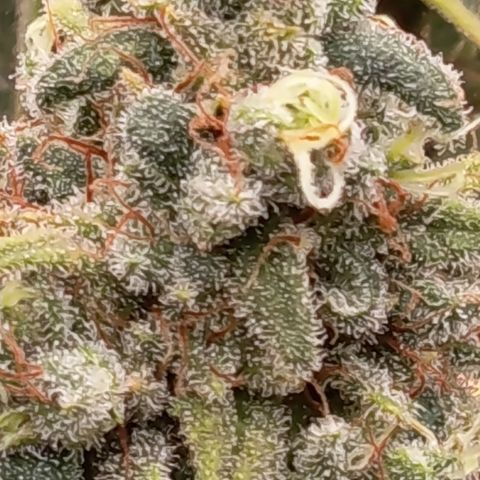 Pink Runtz  growlog timeline photo