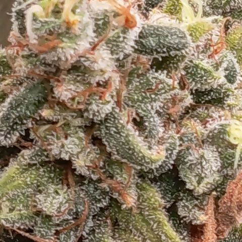 Pink Runtz  growlog timeline photo
