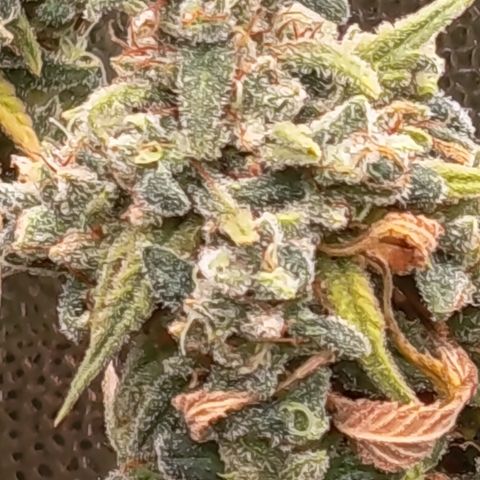 Pink Runtz  growlog timeline photo