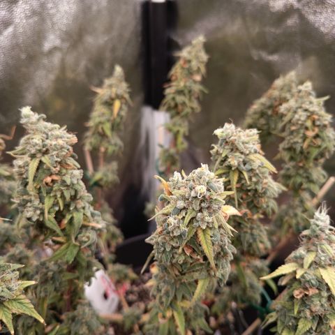 Pink Runtz  growlog timeline photo