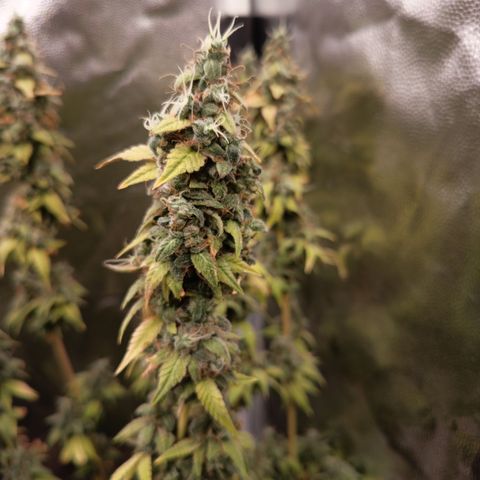 Sherbet Queen  growlog timeline photo