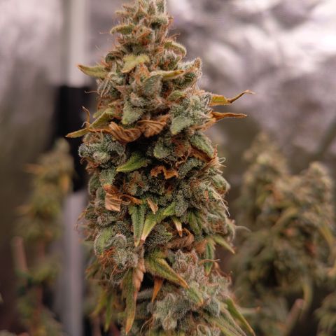 Fat Gorilla  growlog timeline photo