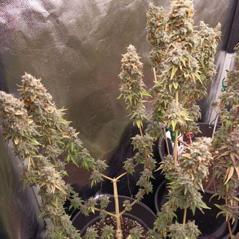 Fat Gorilla  growlog timeline photo