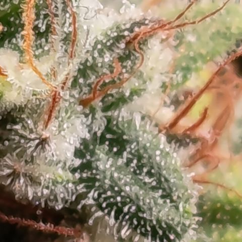 Fat Gorilla  growlog timeline photo