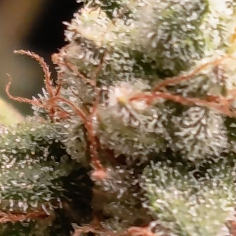 Fat Gorilla  growlog timeline photo