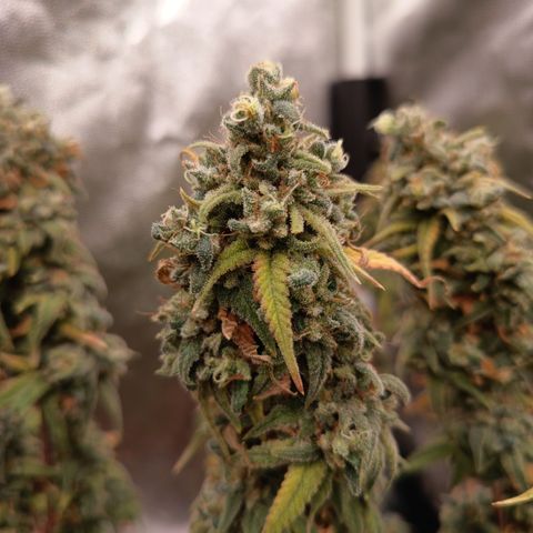 Pink Runtz  growlog timeline photo