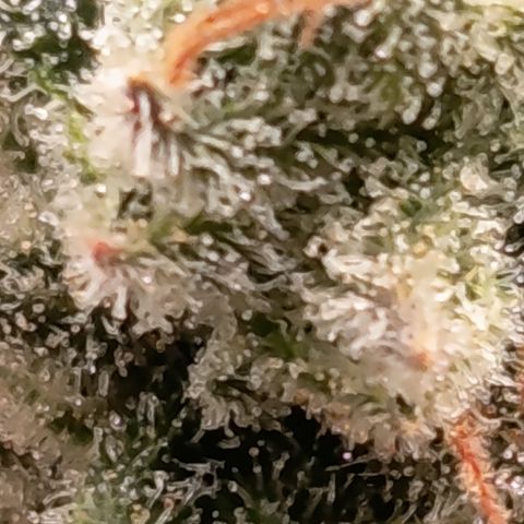 Fat Gorilla  growlog timeline photo