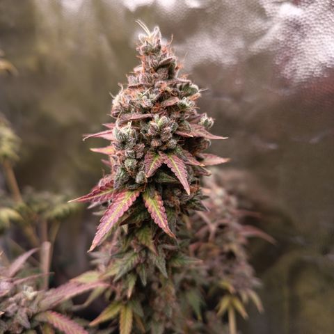 Green Gelato  growlog timeline photo