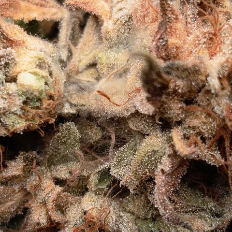 Green Gelato  growlog timeline photo
