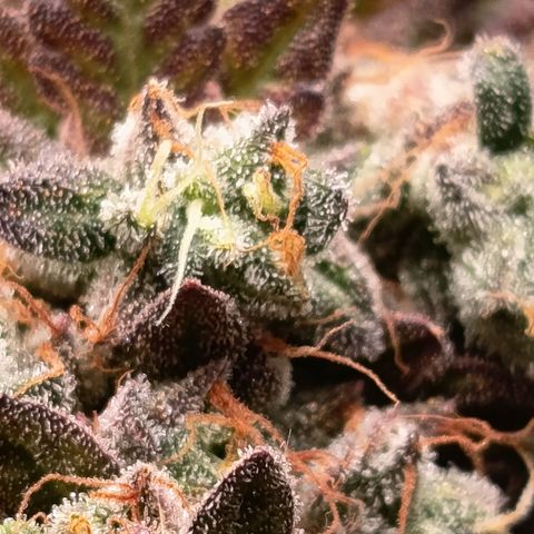 Green Gelato  growlog timeline photo