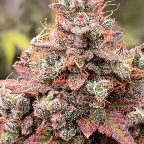 Green Gelato  growlog timeline photo