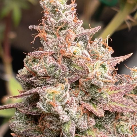 Green Gelato  growlog timeline photo