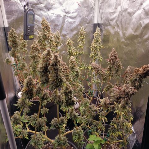 Fat Gorilla  growlog timeline photo