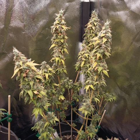 Sherbet Queen  growlog timeline photo