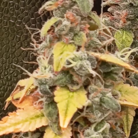 Sherbet Queen  growlog timeline photo