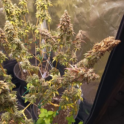 Green Gelato  growlog timeline photo