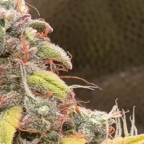 Sherbet Queen  growlog timeline photo