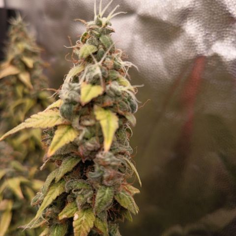 Sherbet Queen  growlog timeline photo