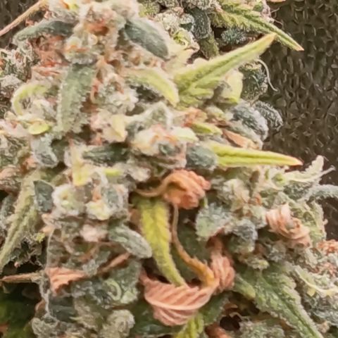 Pink Runtz  growlog timeline photo