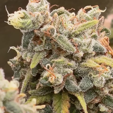 Pink Runtz  growlog timeline photo